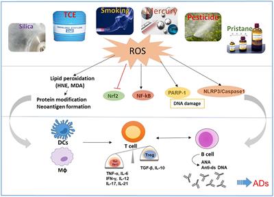 Environmental Exposures and Autoimmune Diseases: Contribution of Gut Microbiome